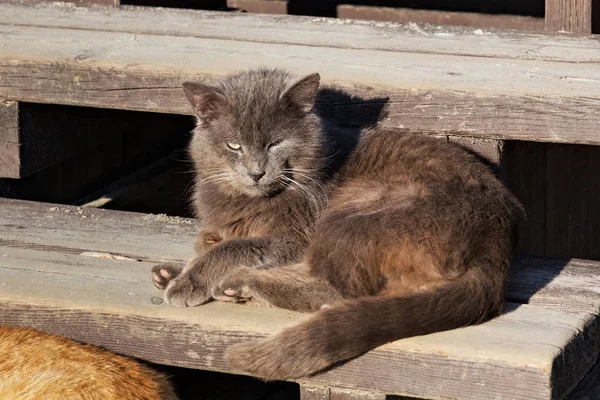 棕色蓬松的猫躺在一个阳光明媚的日子的木台阶上. — 图库照片