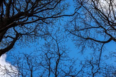 Mavi gökyüzüne karşı çıplak dalları siluetler