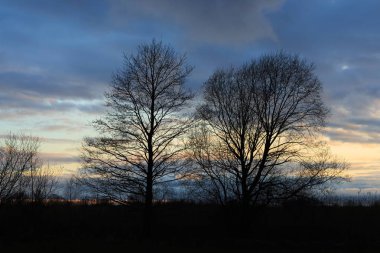 Bulutlu bir akşam gökyüzüne karşı çıplak dalları ile ağaçların siluetleri.