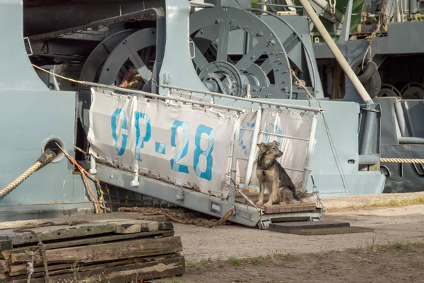 Blandad ras hund sitter på fartygets stege och vaktar ingången till havet fartyget. — Stockfoto