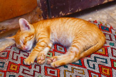Küçük kırmızı kedi Fas 'ta Fez' in Medina bölgesinde bir yastığın üzerinde uyuyor.. 