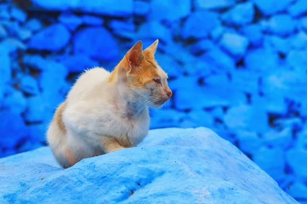 Retrato Del Elegante Gato Jengibre Marruecos —  Fotos de Stock