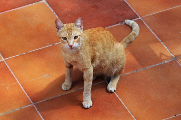 Roodharige Kat Grond Tegels Marokko — Stockfoto