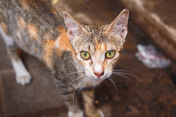 Gatinho Olhar Para Câmara Medina Quarto Fez Marrocos — Fotografia de Stock