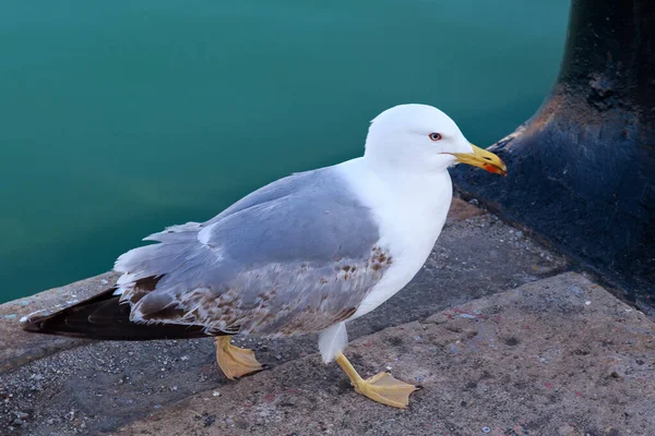 Yellow Legged Gull Larus Michahellis Walking Pier Sea — Stock Photo, Image