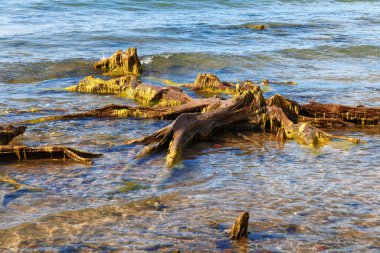 Baltık Denizi 'nin sularındaki antik ormanın eski kökleri