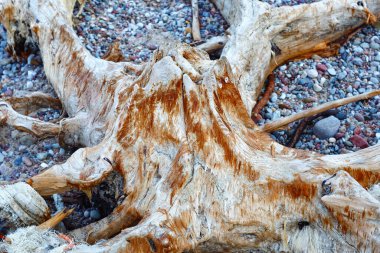 Baltık Denizi kıyısındaki antik ormanın eski kökleri
