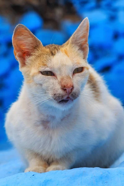 Fas Taki Zarif Kızıl Kedinin Portresi — Stok fotoğraf