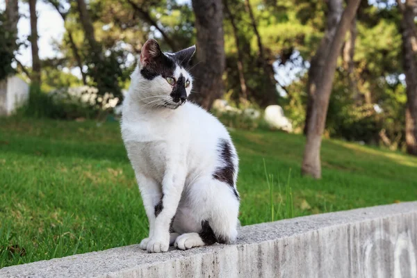 Retrato Gato Preto Branco Manchado Tânger Marrocos — Fotografia de Stock