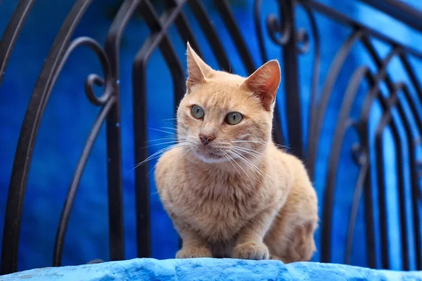 Chefchaouen Fas Medina Bölgesinde Tatlı Bir Kedi Şehir Binalarının Mavi — Stok fotoğraf