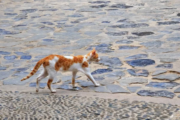 Roodharige Kat Loopt Straat Chaouen Marokko — Stockfoto