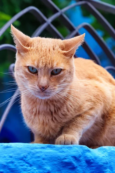 摩洛哥可爱的生姜猫的肖像 — 图库照片