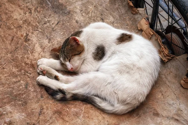 Λευκό Κηλίδες Άστεγη Γάτα Που Βρίσκεται Στο Έδαφος — Φωτογραφία Αρχείου