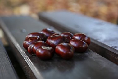 Ahşap bir bankta uzanan parlak kahverengi kestanelerin yakın çekimi, sonbahar doğasının ve mevsimsel hasat sembolü.