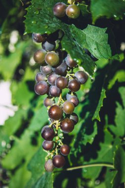 Close up image of fresh ripe grapes hanging on a vine branch in the garden with natural sunlight. Perfect for wine, agriculture, and healthy food concepts.