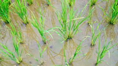 Çeltik bitkileri erken büyüme aşamalarında çok fazla suya ihtiyaç duyarlar. Arkaplan olarak yeşil pirinç bitkisi