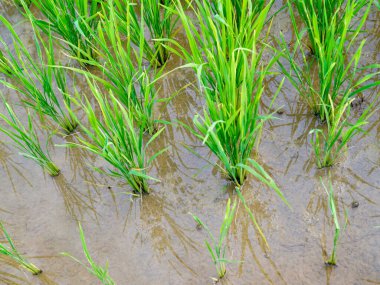 Sayfa 1244; Prev1234567Nextup yakın plan çeltik bitkileri veya yeşil pirinç bitkileri