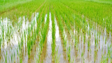 Güzel yeşil pirinç bitkileri bir çeltik tarlasında dimdik durur. Taze yeşillik, zengin toprak ve temiz suyla beslenen araziye yayılır.
