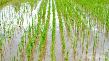 Yeşil pirinç bitkileri bir çeltik tarlasında dimdik durur. Taze yeşillik, zengin toprak ve temiz suyla beslenen araziye yayılır.