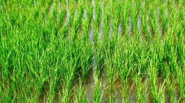 Taze yeşil pirinç bitkileri ıslak topraktan yükselir. Arkaplan veya arkaplan olarak pirinç alanı