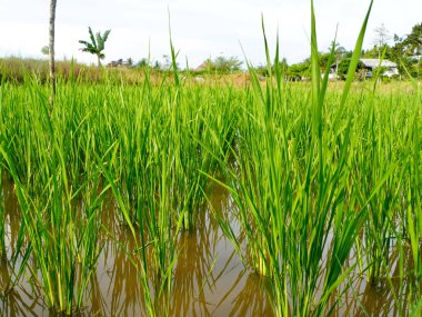 Bereketli, yeşil pirinç bitkileri güneşli bir çeltik tarlasında büyür. Bu da yeni bir büyüme mevsiminin başlangıcının sinyalidir.