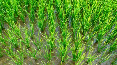 Islak topraktan yükselen taze yeşil pirinç bitkilerinin yakın plan görüntüsü, huzurlu çeltik tarlasında düzgün sıralar oluşturuyor.