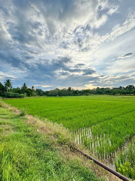 Güzel ve huzurlu bir pirinç tarlası öğleden sonra güneşinin altın ışığında yıkandı. Yeşil çeltik bitkileri dimdik duruyorlar, alacakaranlıkta yavaşça parlayan bıçakları.