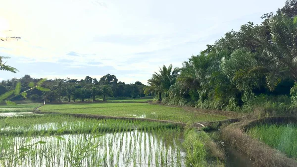 Etrafı doğal güzelliklerle çevrili yapraklı yeşil ağaçlarla çevrili geniş yeşil pirinç tarlası araziye yayılır.