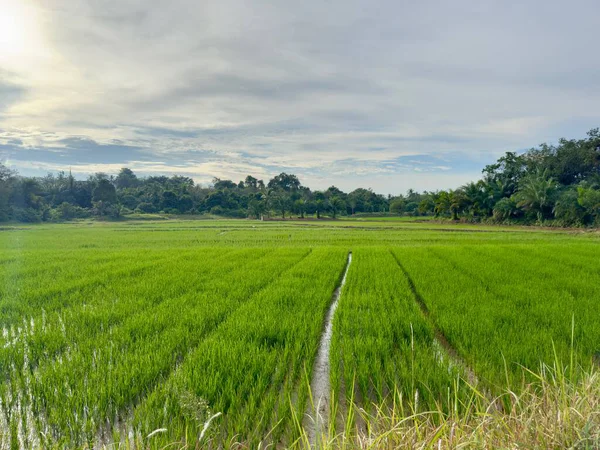 Yeşil çeltik bitkileri ya da yeşil pirinç bitkileri dimdik duruyorlar, alacakaranlıkta yavaşça parlayan bıçakları.