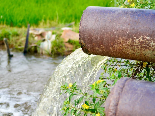 Pas kaplı yıpranmış çelik borular pirinç tarlasını sulamak için sabit bir su akışını kanalize eder.