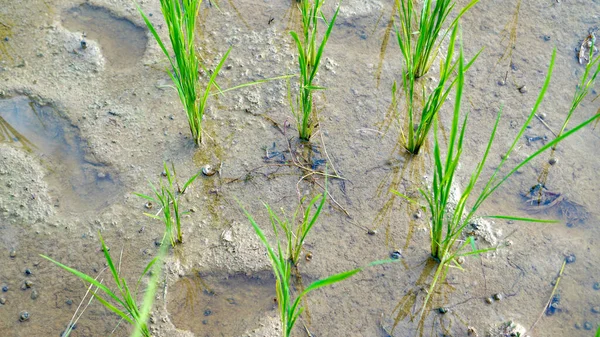 Sayfa 1244; Prev1234567Nextfied Islak genç yeşil pirinç bitkileri veya çeltik bitkileri çerçeve resmi