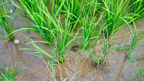 Islak topraktan yükselen taze yeşil pirinç bitkilerinin yakın plan görüntüsü, huzurlu çeltik tarlasında düzgün sıralar oluşturuyor.