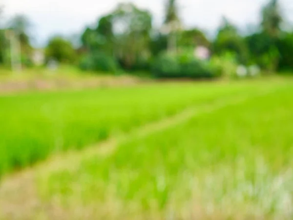 Yeşil pirinç tarlasının bulanık estetik arka planı. Yeşil pirinç tarlasının Bokeh estetik arka planı