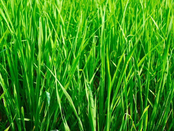 Arkaplan, arkaplan, şekil veya doku olarak yeşil pirinç alanının yakın plan görüntüsü