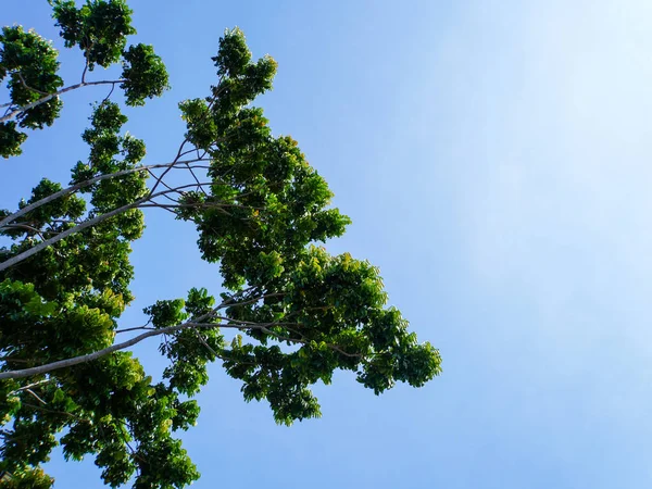 Parlak, güneşli bir günde doğanın dingin güzelliğini yakalayan canlı yeşil yapraklardan oluşan bir küme berrak mavi gökyüzünün zemininde yavaşça sallanıyor.