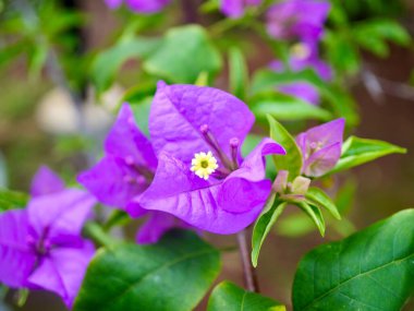 Bahçesinde yeşil yapraklar olan canlı mor bougainvillea çiçeklerine yakın çekim. Renkli frenleri ve doğal güzelliğiyle bilinen tropikal bir süs bitkisi.