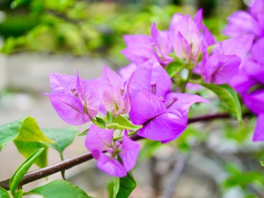 Parlak pembe-mor bougainvillea çiçekleri doğal ışıkta yakalanır. Dekorasyon ve peyzaj için kullanılan yaygın bir tropikal çiçek bitkisi.