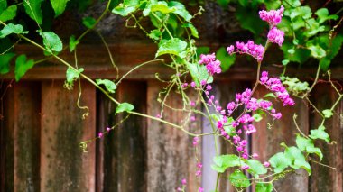 Güzel bir antigonon leptopot çiçeği kümesi, yaygın olarak aşk zinciri olarak adlandırılır, arka planda doğal yeşillik vardır. Çiçek, romantik ve tropikal temalar için ideal.