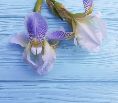 taze Iris çiçek mavi ahşap arka plan üzerinde