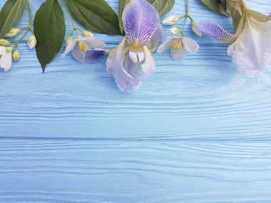 taze Iris çiçek mavi ahşap arka plan üzerinde