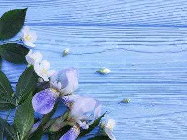 taze Iris çiçek mavi ahşap arka plan üzerinde