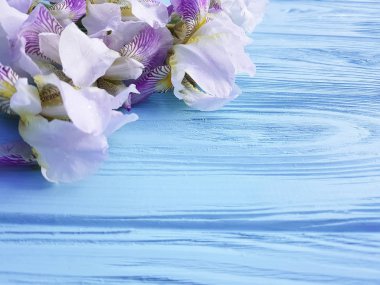 taze Iris çiçek mavi ahşap arka plan üzerinde