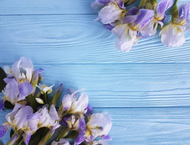 taze Iris çiçek mavi ahşap arka plan üzerinde