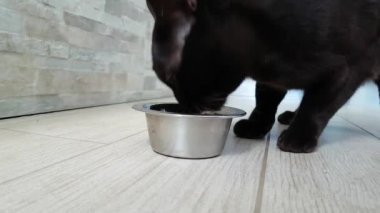 kedi plaka yemek yiyor