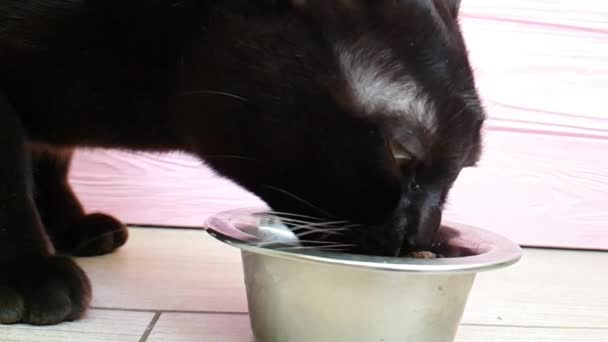 Gato Come Comida Prato — Vídeo de Stock