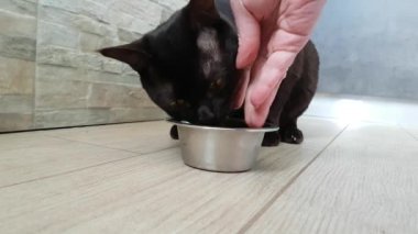 kedi plaka yemek yiyor