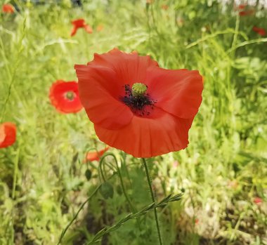 tarlada kırmızı gelincik çiçeği