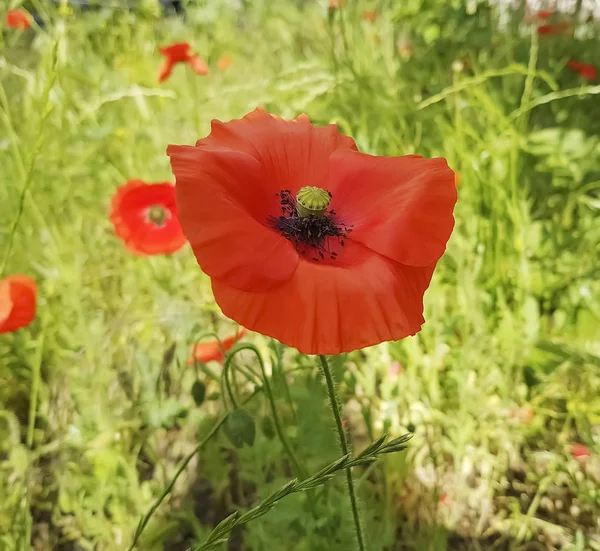 tarlada kırmızı gelincik çiçeği