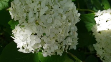 Bahçe leylak yavaş beyaz çiçekler