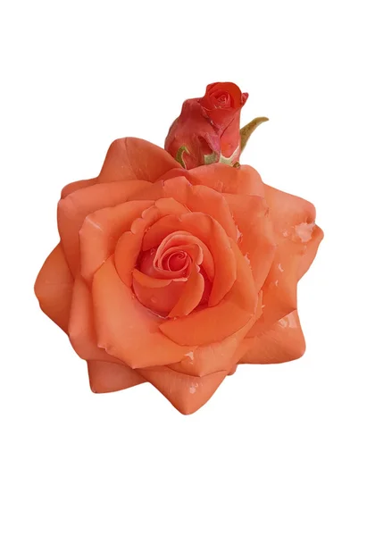 Rose Orange Isolated White Background Head — Stock Photo, Image